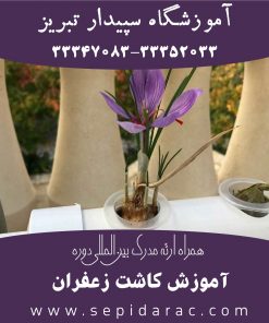 آموزش کاشت زعفران در تبریز